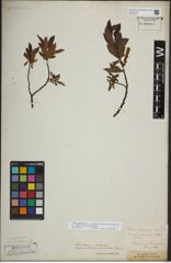 Foto von Salix lapponum L.